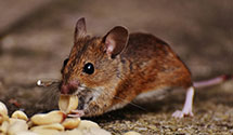 24 Hour & Emergency Exterminators in San Juan Pueblo, NM